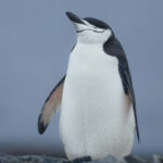 El nombre de este pingüino viene de la delgada franja negra en la parte baja de su cabeza. Pingüino de barbijo en las islas Orcadas del sur, Antártica.