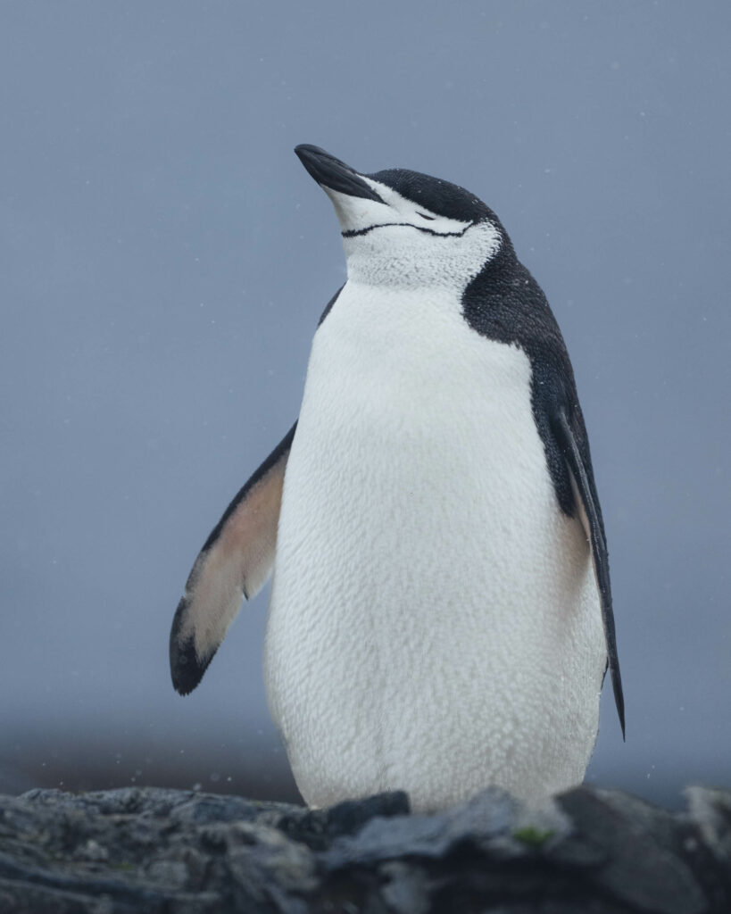El nombre de este pingüino viene de la delgada franja negra en la parte baja de su cabeza. Pingüino de barbijo en las islas Orcadas del sur, Antártica.
