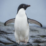 Pingüino de Adelia en las islas orcadas del sur en la Antártica. Créditos Juan Vargas.