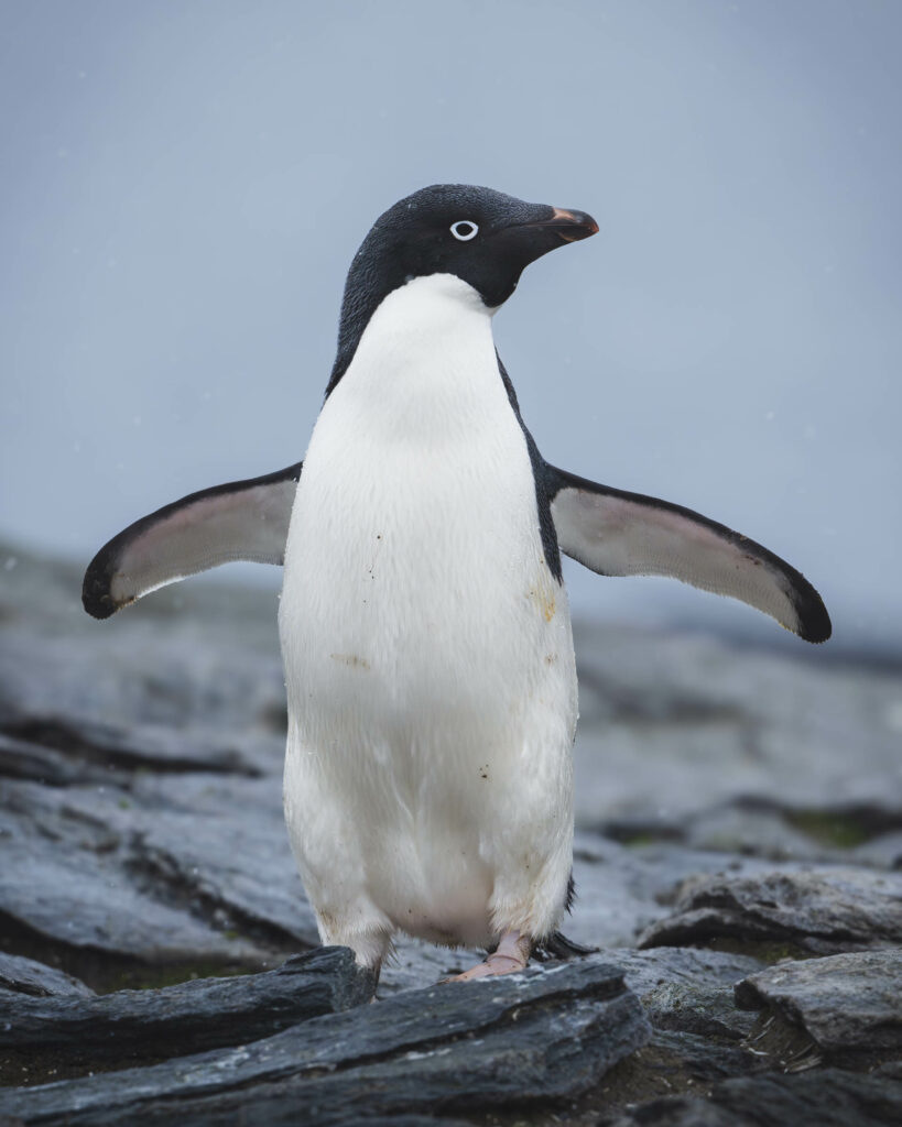 Pingüino de Adelia en las islas orcadas del sur en la Antártica. Créditos Juan Vargas.