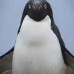 "¡Este pingüino tiene tanta personalidad", dice Juan Vargas. Pingüino de Adelia en las islas orcadas del sur en la Antártica. Créditos Juan Vargas.