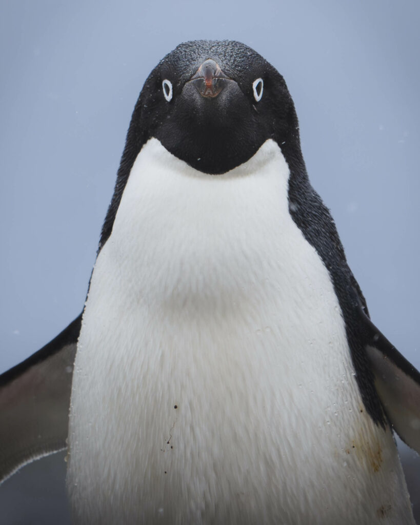 "¡Este pingüino tiene tanta personalidad", dice Juan Vargas. Pingüino de Adelia en las islas orcadas del sur en la Antártica. Créditos Juan Vargas.