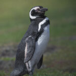 Pingüino de Magallanes. Créditos Juan Vargas