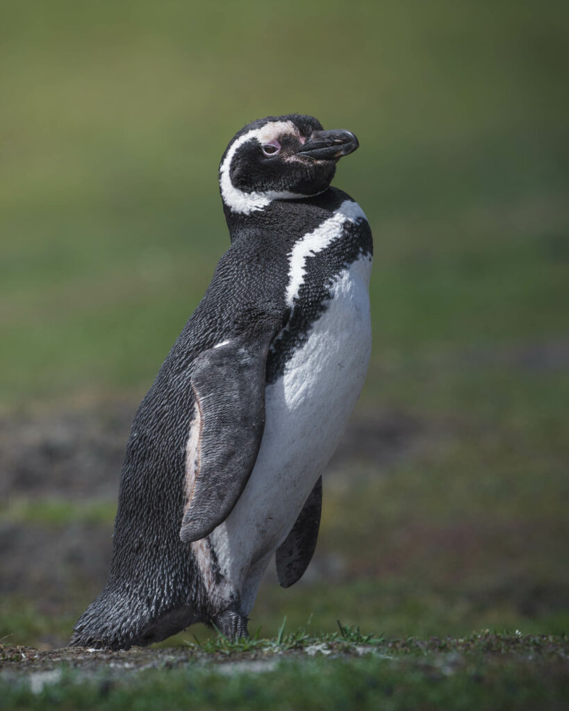 Pingüino de Magallanes. Créditos Juan Vargas