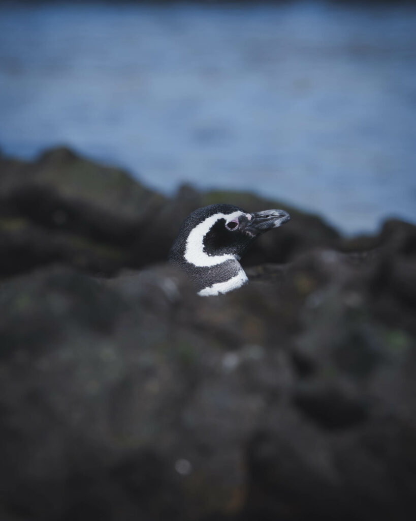 Pingüino de Magallanes. Créditos Juan Vargas.