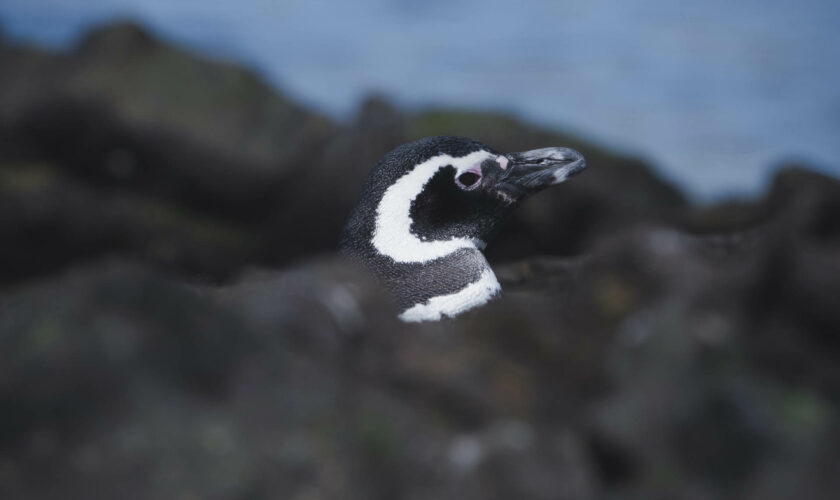 Pingüinos, los buceadores no voladores de la Antártica y otras islas australes