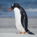 Se le conoce como pingüino Juanito. Pingüino de papúa en las islas Malvinas. Créditos Juan Vargas.
