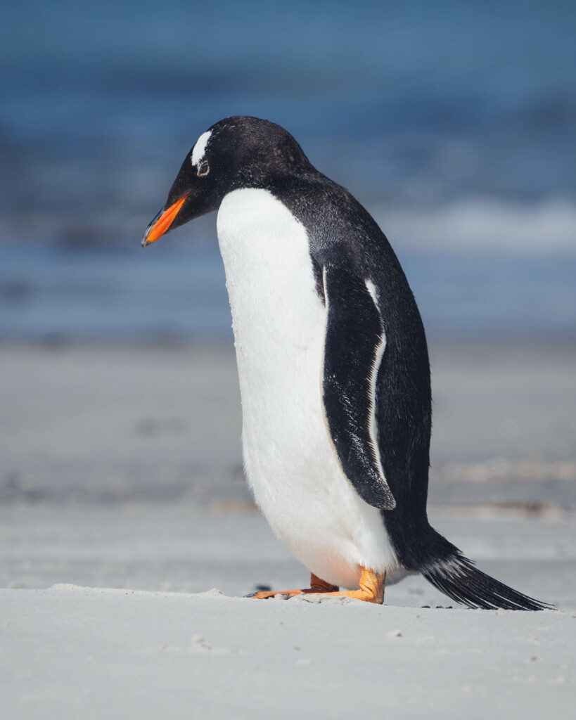 Se le conoce como pingüino Juanito. Pingüino de papúa en las islas Malvinas. Créditos Juan Vargas.