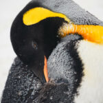 En primavera, los pingüinos rey mudan sus plumas viejas y las sustituyen por nuevas, en un proceso que dura hasta un mes. En ese tiempo están fuera del agua porque pierden sus propiedades impermeables. También comen menos, pudiendo perder el 44% de su peso original. Créditos a Juan Vargas