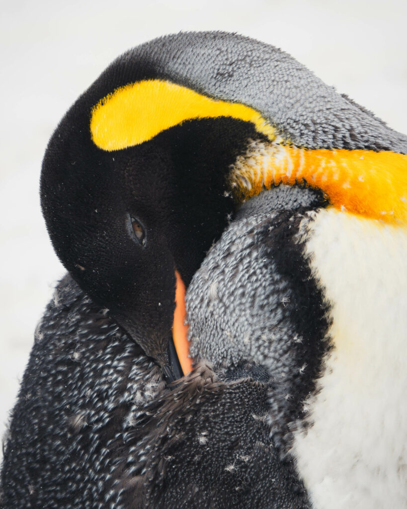 En primavera, los pingüinos rey mudan sus plumas viejas y las sustituyen por nuevas, en un proceso que dura hasta un mes. En ese tiempo están fuera del agua porque pierden sus propiedades impermeables. También comen menos, pudiendo perder el 44% de su peso original. Créditos a Juan Vargas