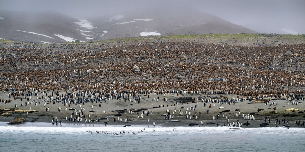 Bahía de San Andrés, isla Georgia del Sur.. Colonia de pingüinos rey. En la foto se ven cadáveres de elefantes marinos junto a sus crías, producto de la influenza aviar. Créditos a Juan Vargas.