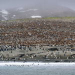 Bahía de San Andrés, isla Georgia del Sur.. Colonia de pingüinos rey. En la foto se ven cadáveres de elefantes marinos junto a sus crías, producto de la influenza aviar. Créditos a Juan Vargas.