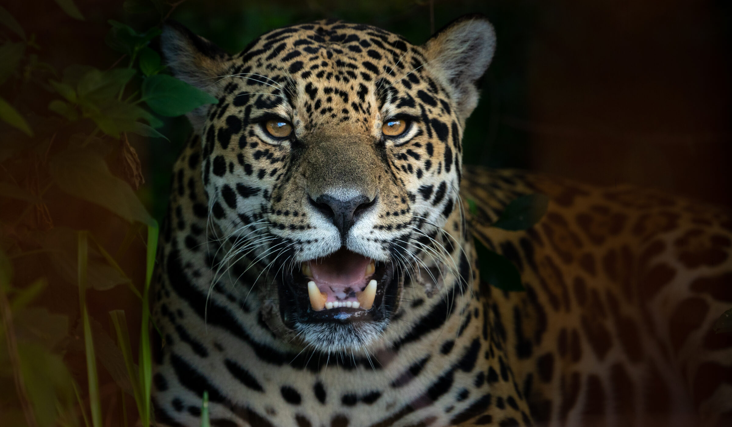 Día mundial del jaguar: esperanza para una especie en peligro crítico de extinción