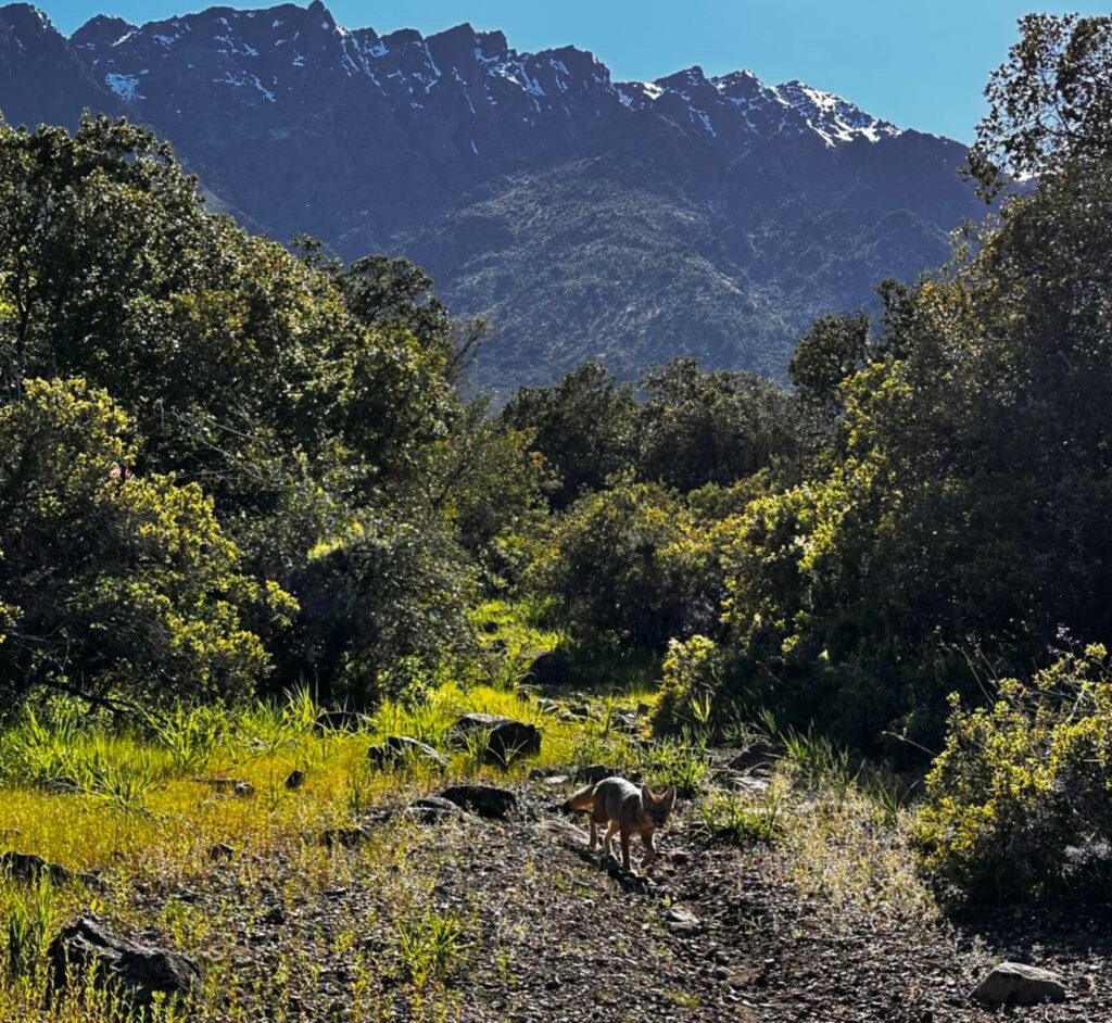 Santuario de la Naturaleza "Las Torcazas de Pirque" Foto: Archivo de medios.