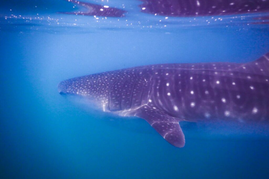 En casi diez años de trabajo, las científicas han registrado a 212 tiburones ballena. Foto suministrada Alejandra Mendoza.