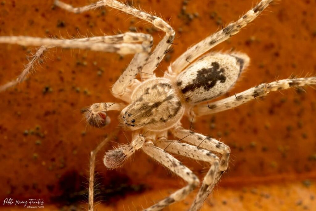 Araña fantasma (Familia Anyphaenidae). Créditos: ©Pablo Nuñez Fuentes