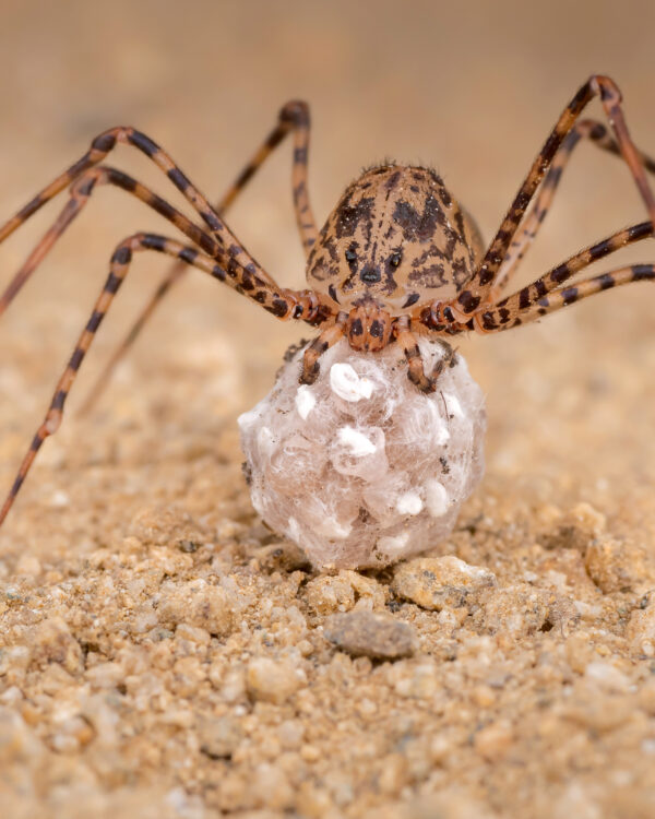 ¿Arañas en casa? Las especies más comunes que puedes encontrar en tu hogar