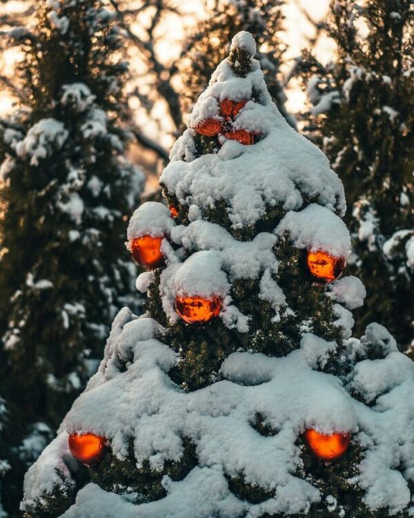 El árbol de Navidad: el símbolo de raíces paganas que fue adoptado por todo el mundo