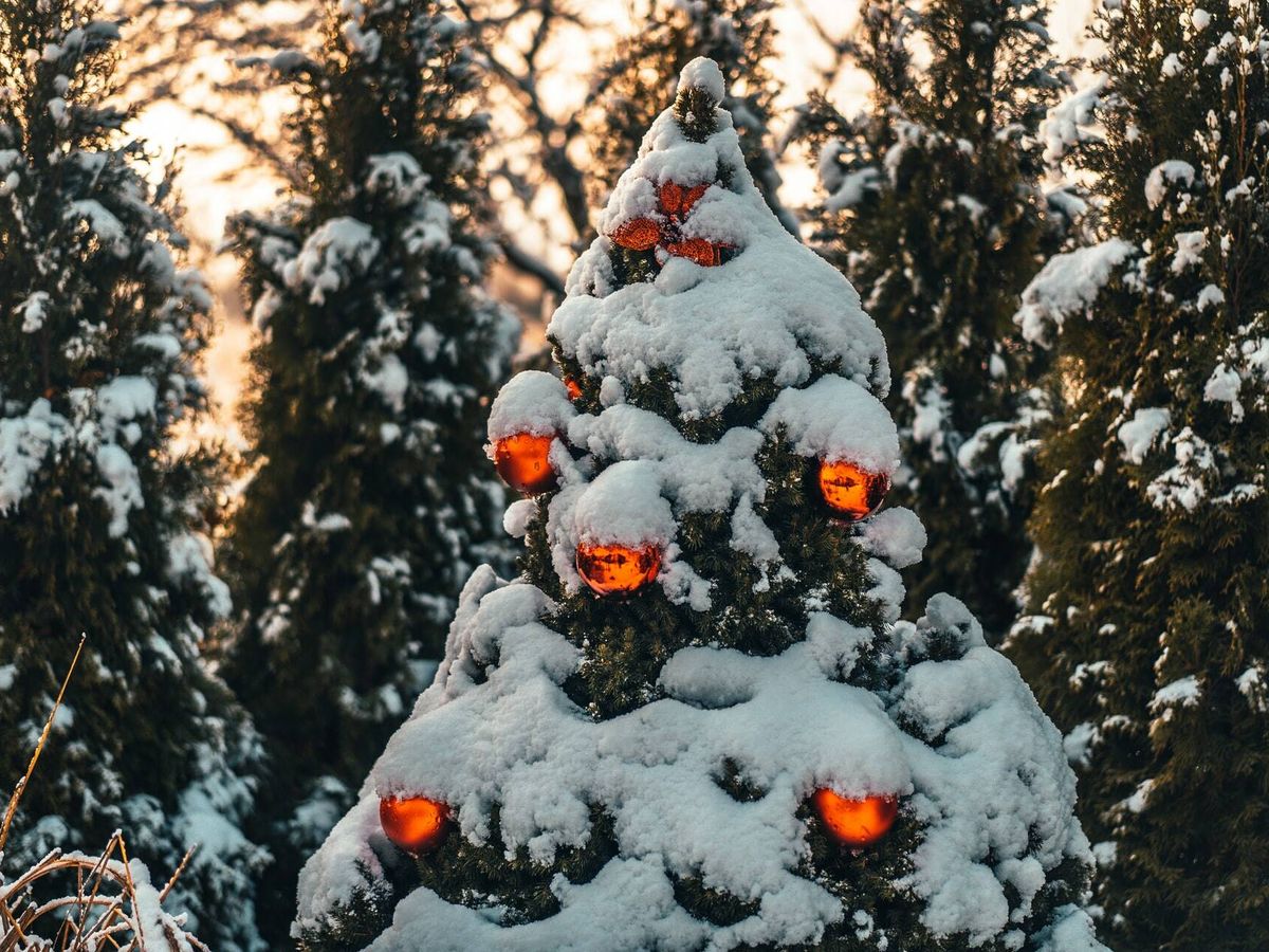 El árbol de Navidad: el símbolo de raíces paganas que fue adoptado por todo el mundo