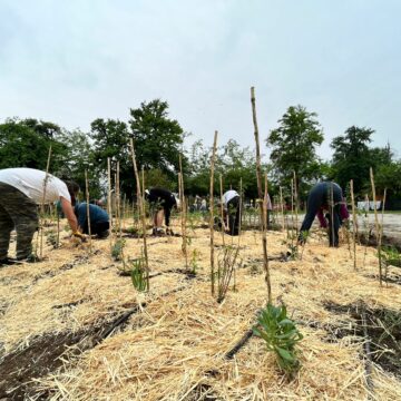 Plantan por primera vez un bosque Miyawaki en el Festival Ladera Sur