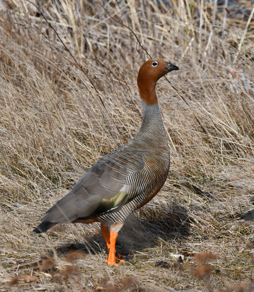 Canquén Colorado. Créditos: Ricardo Matus.