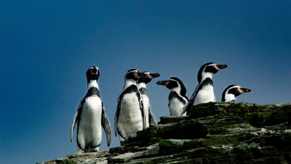 Pingüino de Humboldt. Créditos: ©César Villaroel.