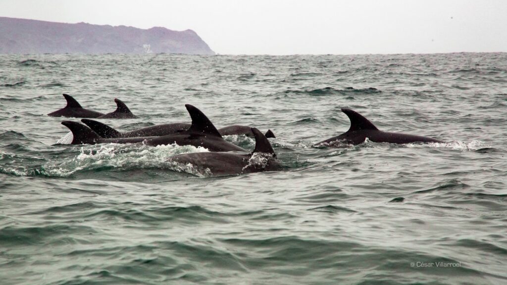 Delfines. Créditos: ©César Villaroel.