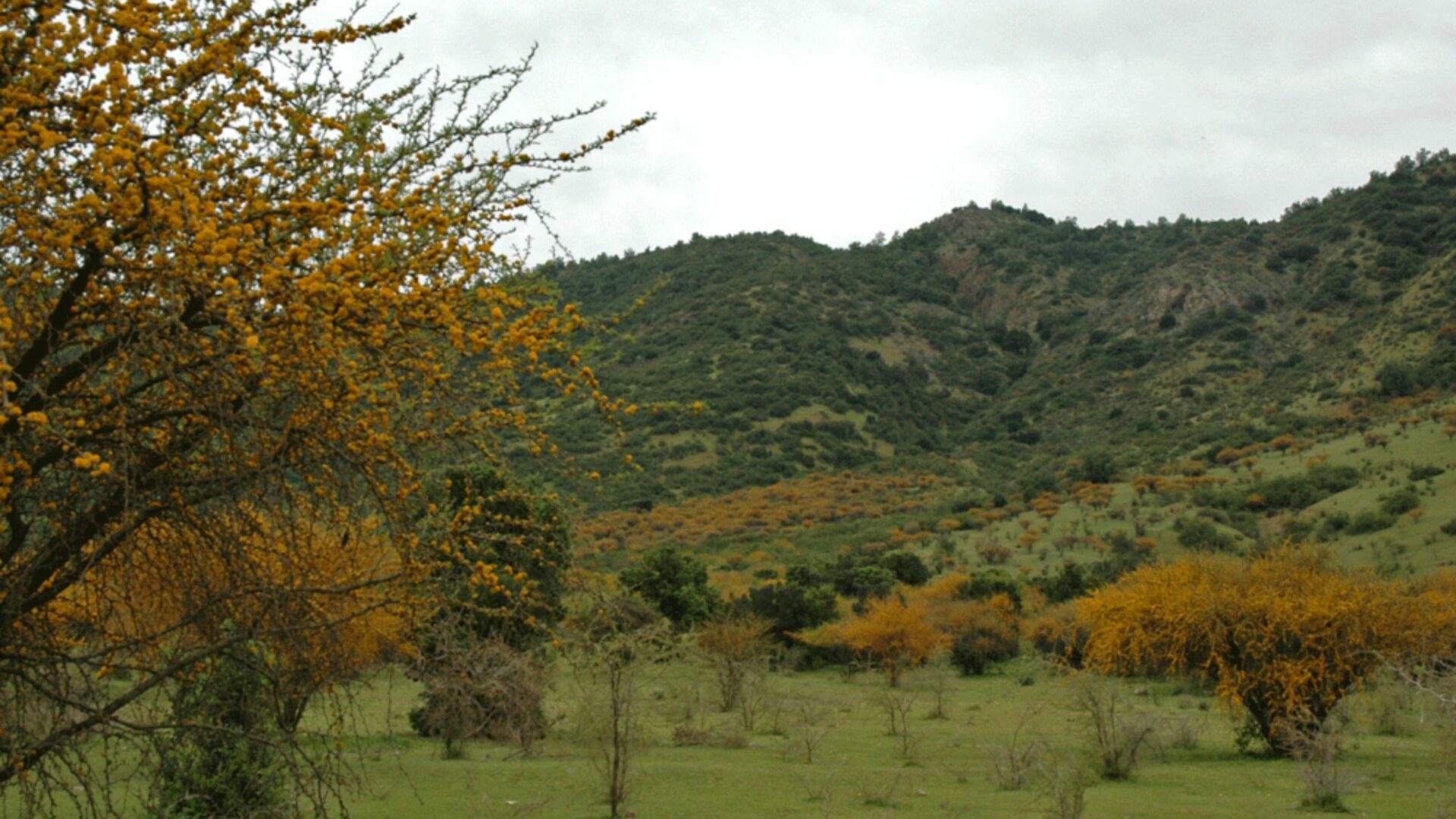 ¿Te cuesta reconocerlas? Guía práctica para identificar árboles del bosque esclerófilo