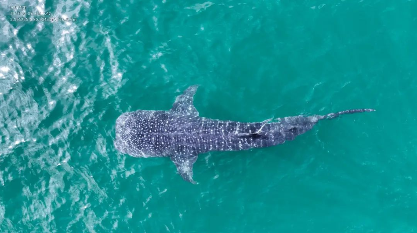 PERÚ: Un proyecto de conservación del tiburón ballena logró la convivencia pacífica entre la especie y los pescadores