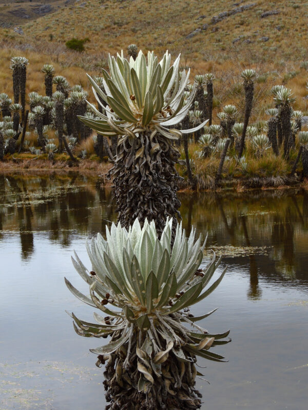 Los Frailejones Plantas Insignes De Los Páramos Colombianos Ladera Sur 6277