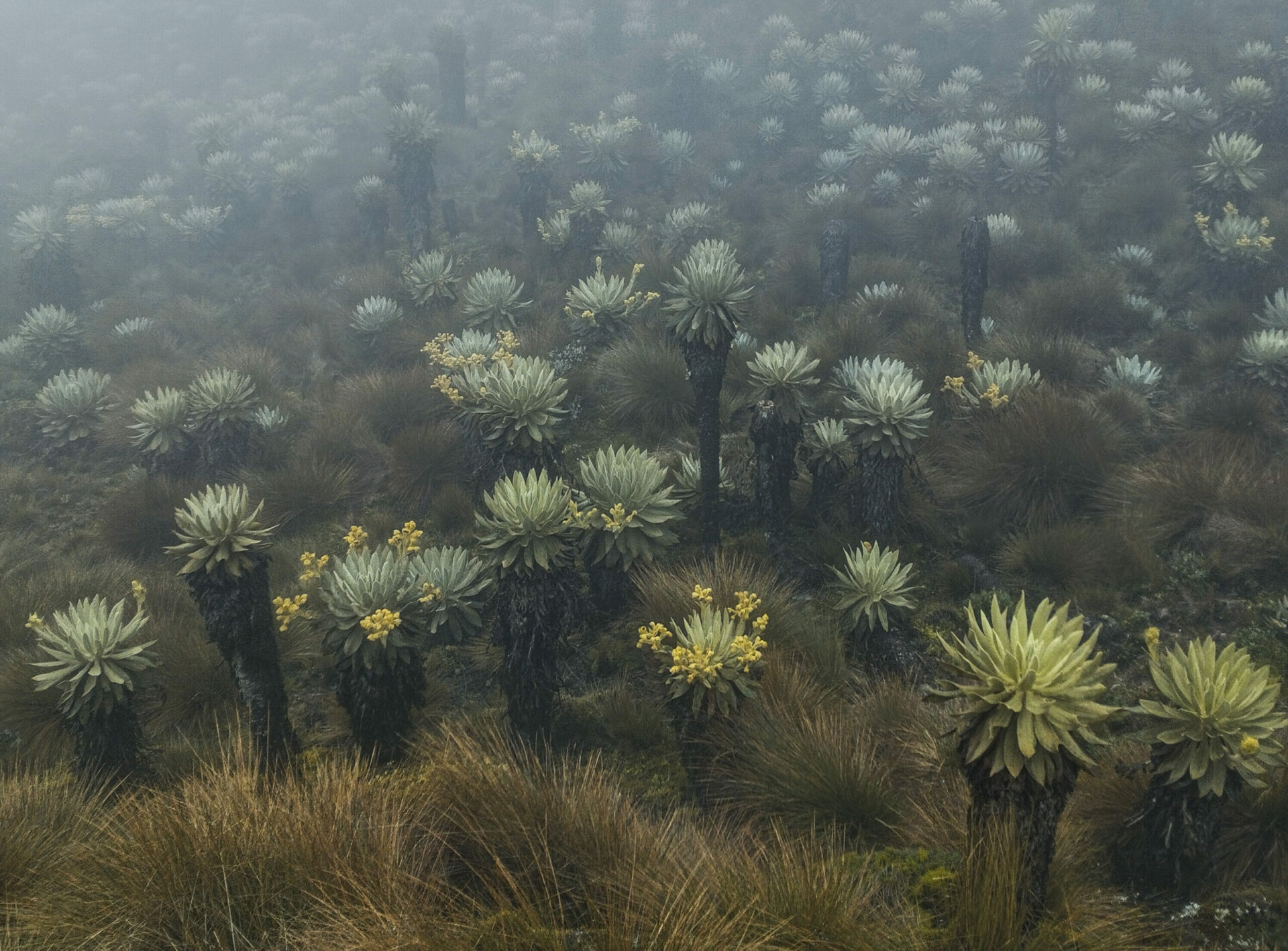 Los frailejones, plantas insignes de los páramos colombianos