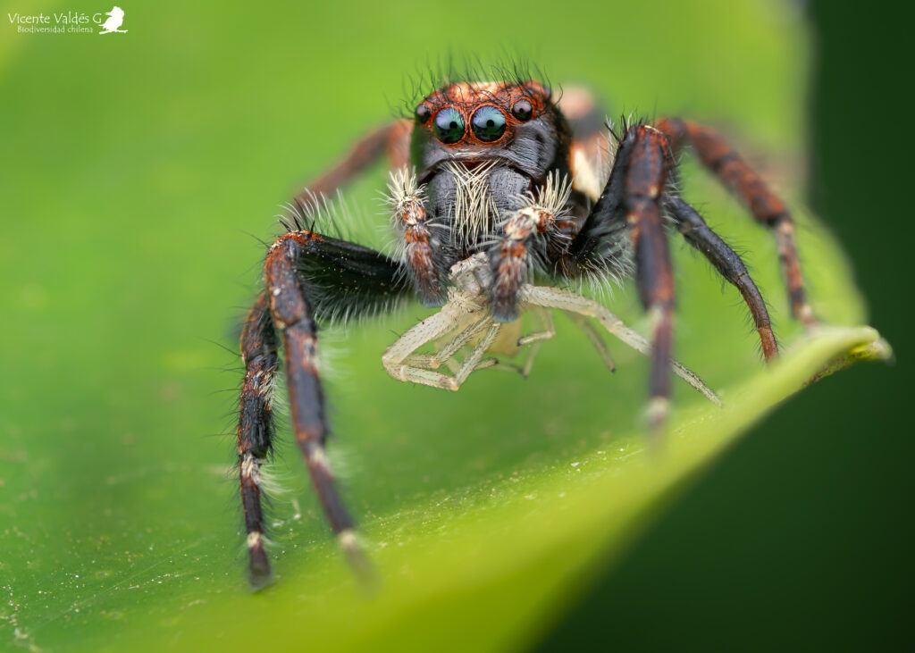 Megafreya sutrix (familia Salticidae). Créditos: ©Vicente Valdés