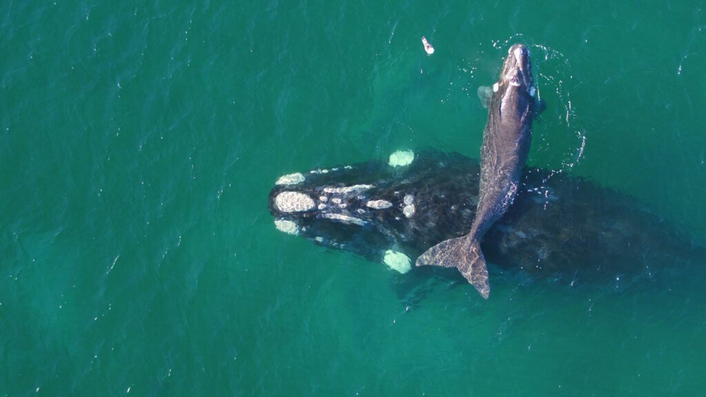 La ballena franca austral llega todos los inviernos a las costas de Península Valdés, muy cerca del golfo San Matías, para tener a sus crías. Créditos: Instituto de Conservación de Ballenas. 