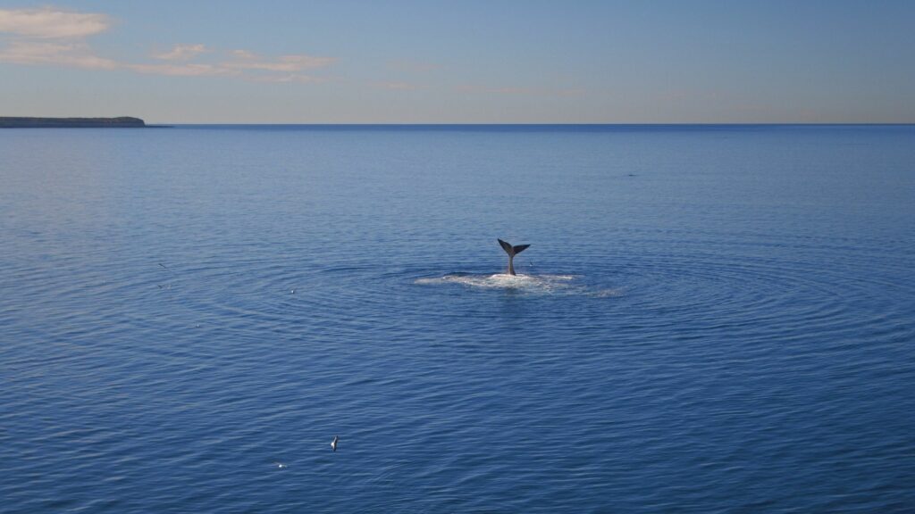 Ballena franca austral en Península Valdés, provincia de Chubut, área protegida cercana al golfo San Matías. Créditos: ©Instituto de Conservación de Ballenas.