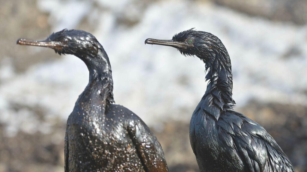 Aves marinas afectadas por un derrame de petróleo en el mar. Créditos: Greenpeace.