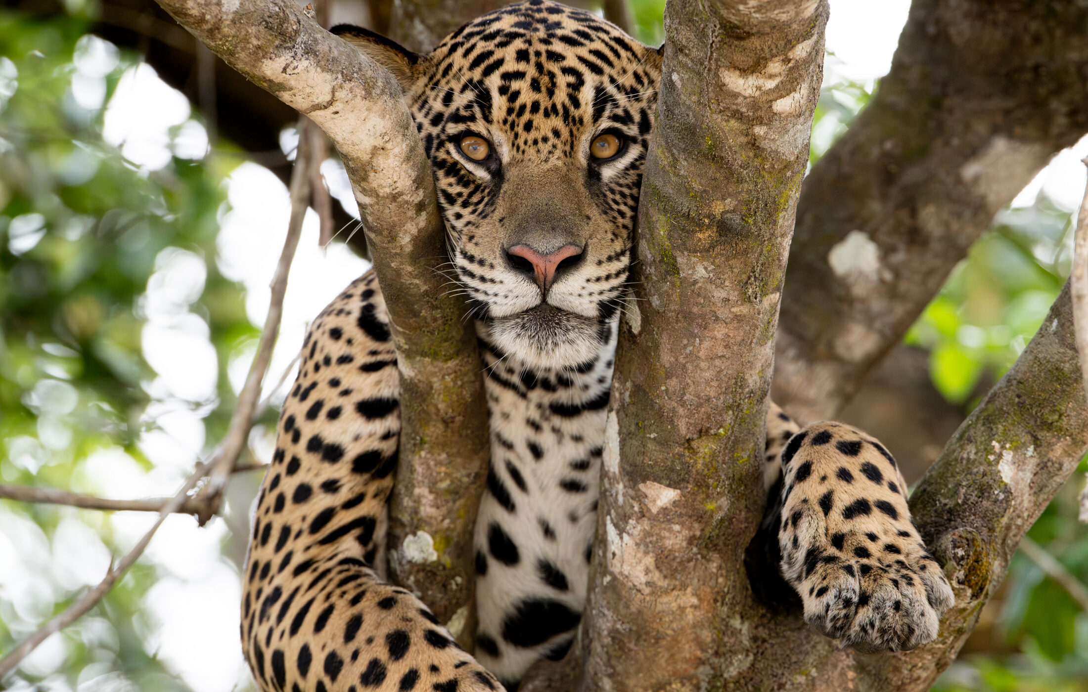 Jaguares: fotografía y conservación del felino más grande de Sudamérica