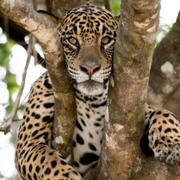 Jaguares: fotografía y conservación del felino más grande de Sudamérica