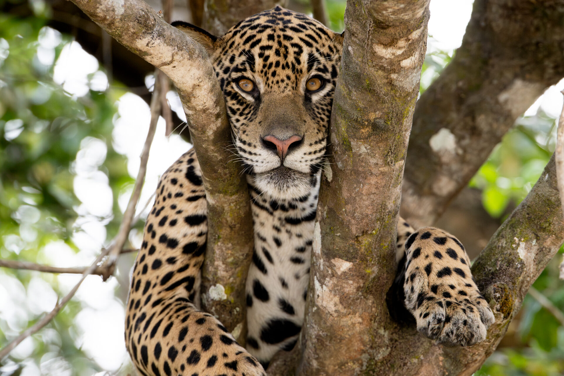 Jaguares: fotografía y conservación del felino más grande de Sudamérica