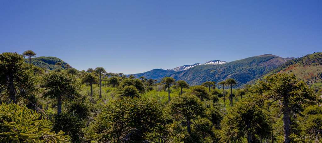 Parque Nacional Villarrica Foto: Departamento turismo Panguipulli