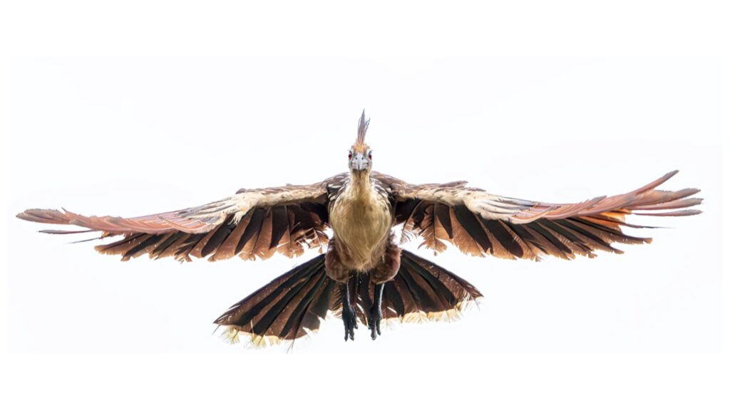 Pava hedionda o hoatzin volando sobre las orillas del rio Guaviare. Foto: Sebastián Di Doménico.