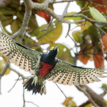 Las plumas ocultas del Guaviare, en el amazonas colombiano