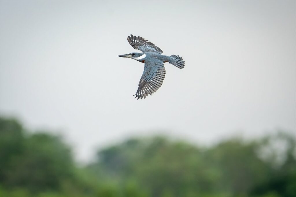 Martín Pescador (Megaceryle torquata) volando sobre los pantanos de San José. Foto: Sebastián Di Doménico.