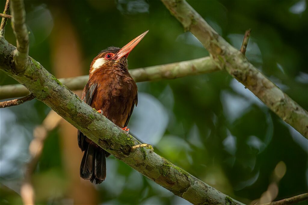 Una de las aves más populares de la región, el Jacamar orejiblanco (Galbalcyrhynchus leucotis). Foto: Sebastián Di Doménico.
