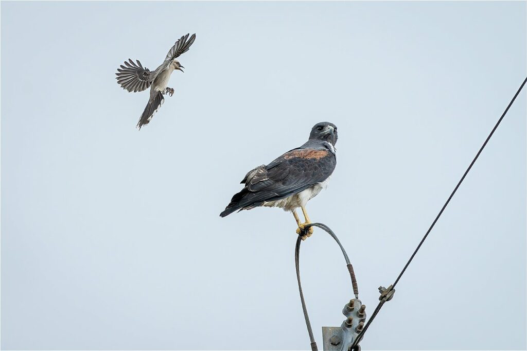 Un sinsote (Mimus gilvus) acosa a un Águila (Geranoaetus albicaudatus) parada en el poste para evitar que esta se acerque a su nido. Foto: Sebastián Di Doménico.