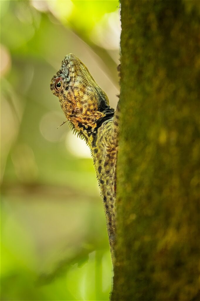 Lagarto del género Plica trepando los troncos de las bosques. Foto: Sebastián Di Doménico.