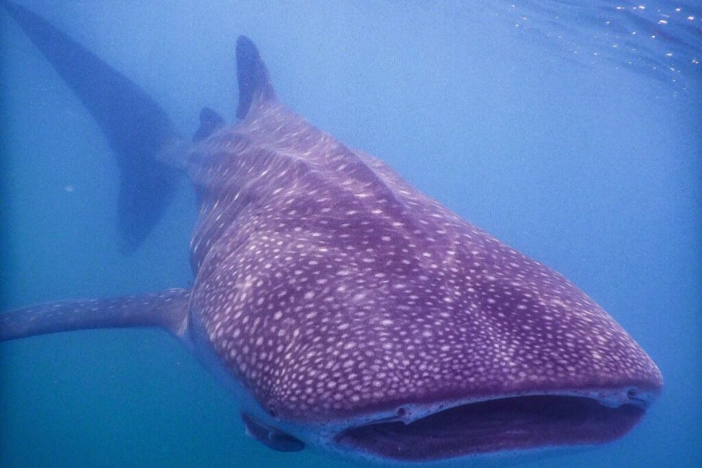 El tiburón ballena (Rhincodon typus) es el pez más grande del mundo. Foto suministrada Alejandra Mendoza. 