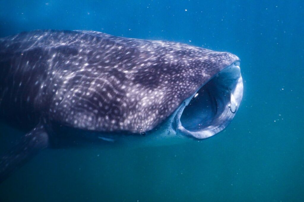 El tiburón ballena es una especie amenazada. Foto suministrada Alejandra Mendoza.