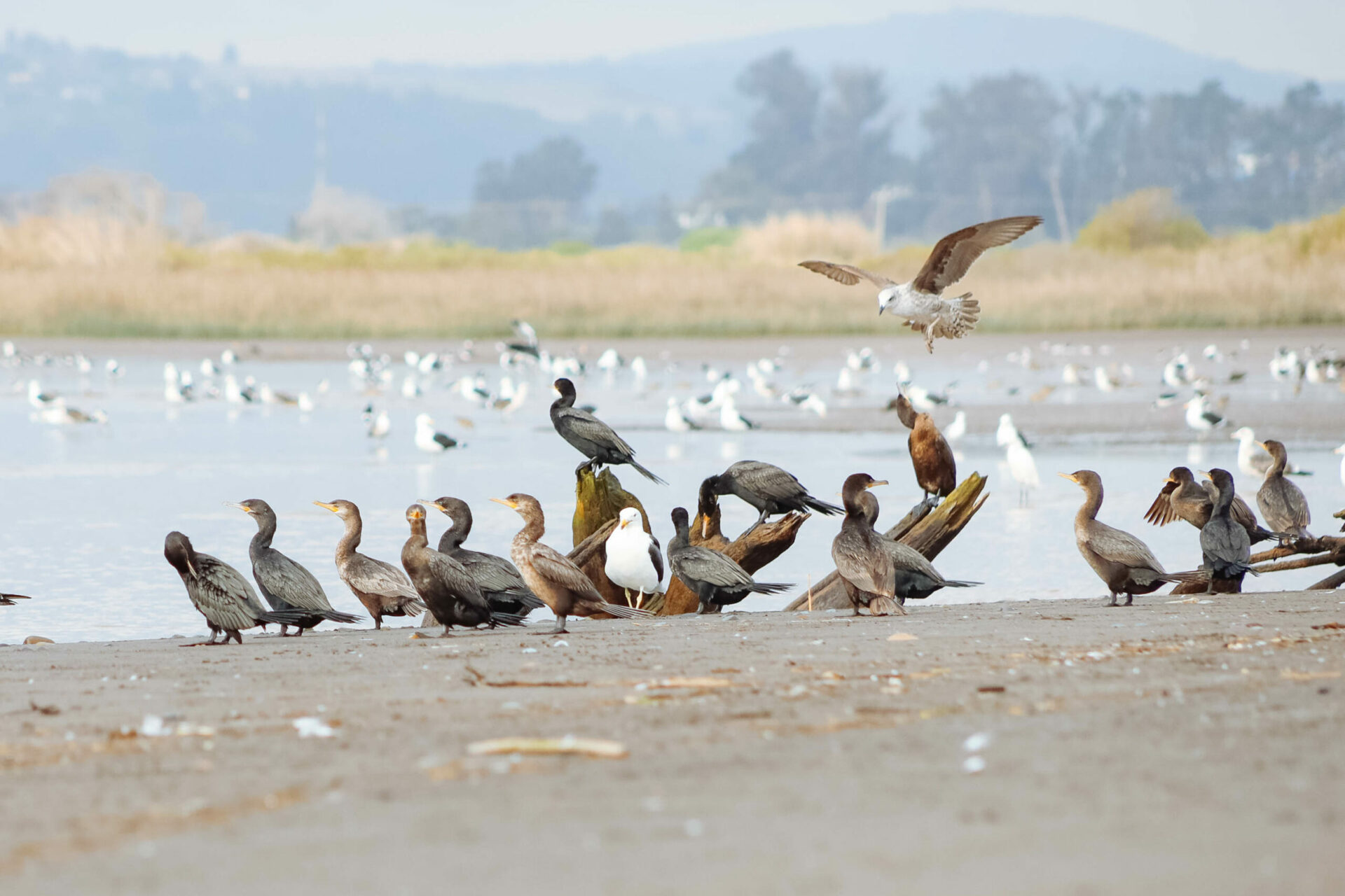 Parque Humedal Río Maipo: la restauración de uno de los humedales más importantes en la zona central de Chile