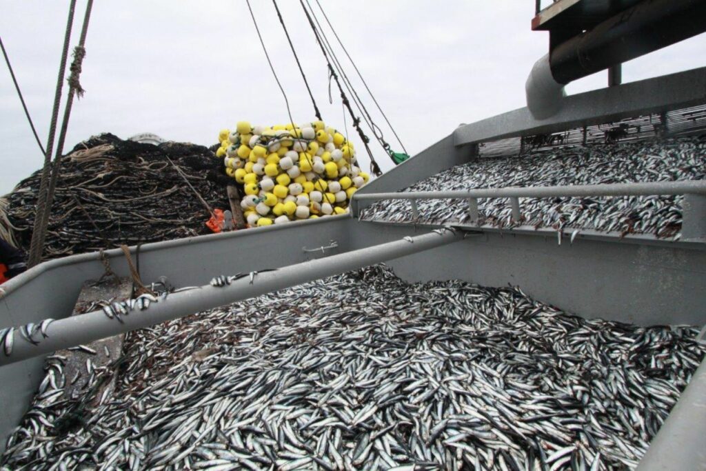 La pesca es uno de los sectores afectados por el fenónemo El NIño.Foto: Agencia Andina.
