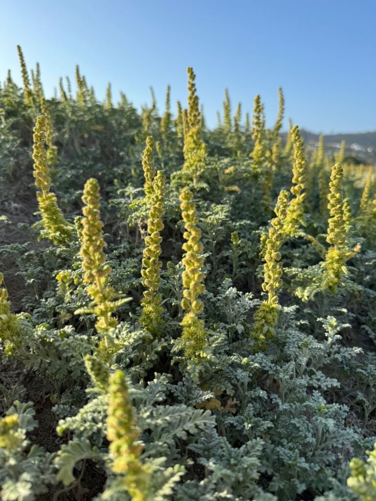 Ambrosia chamissonis. Créditos: Martín del Río.